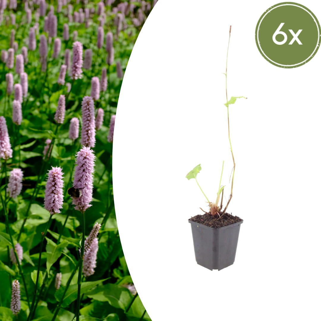 Persicaria affinis Superba – Ø9cm – Höhe 10-25cm – Winterharte Staude – Dunkelrote Blütenähren – Bienenfreundlich für Beet & Präriegarten