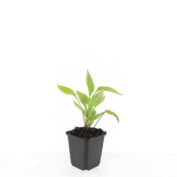 Scheinsonnenhut – Echinacea purpurea 'White Swan' – ↑10-25cm – Ø9cm – Weiße Blüten, Bienen – Plant