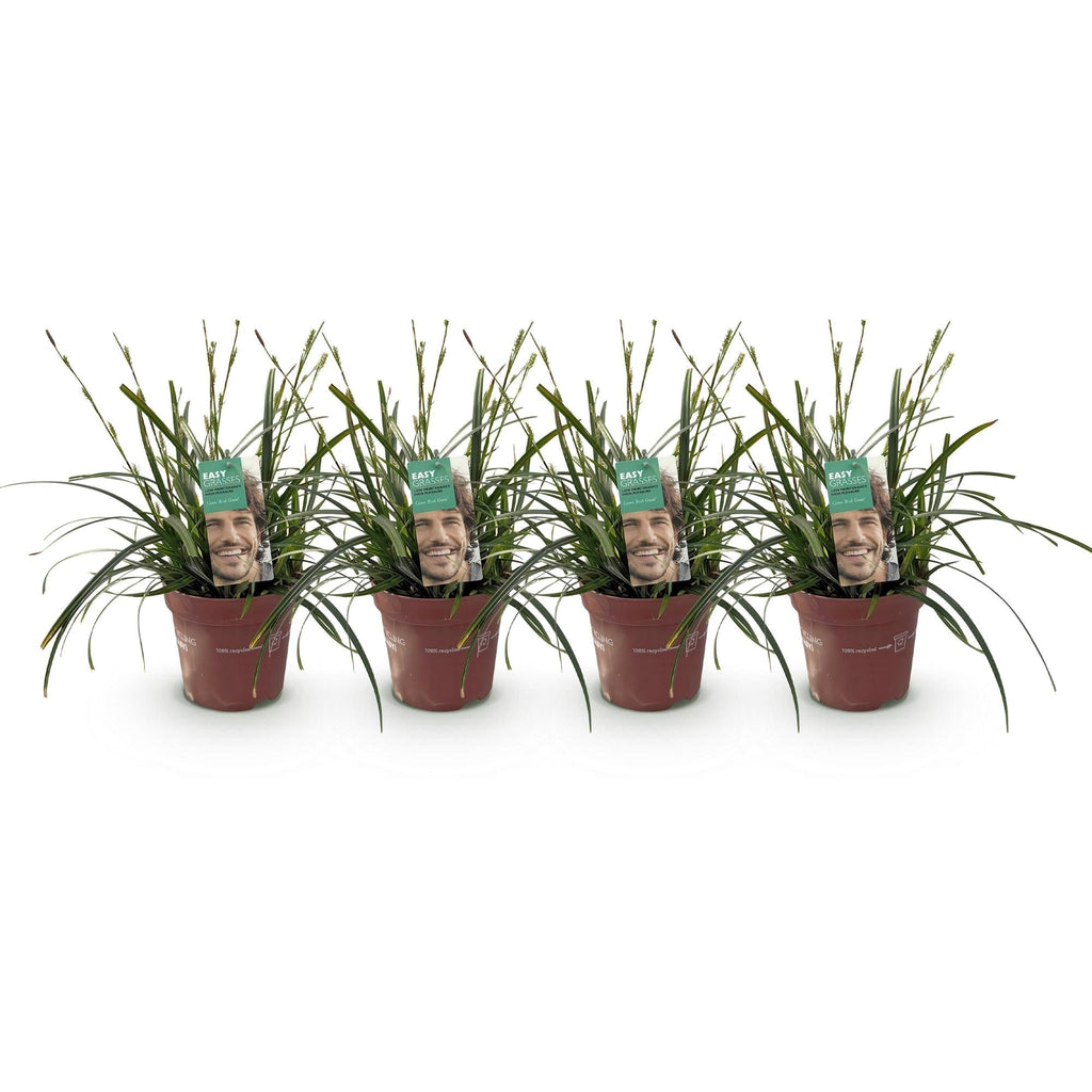 Japansegge Carex oshimensis Intense Green – Ø17cm – Immergrün – Pflegeleicht – Lebhaft grüne Blätter – Ziergras Höhe ca. 50cm – Plant