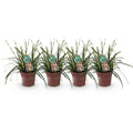 Japansegge Carex oshimensis Intense Green – Ø17cm – Immergrün – Pflegeleicht – Lebhaft grüne Blätter – Ziergras Höhe ca. 50cm – Plant