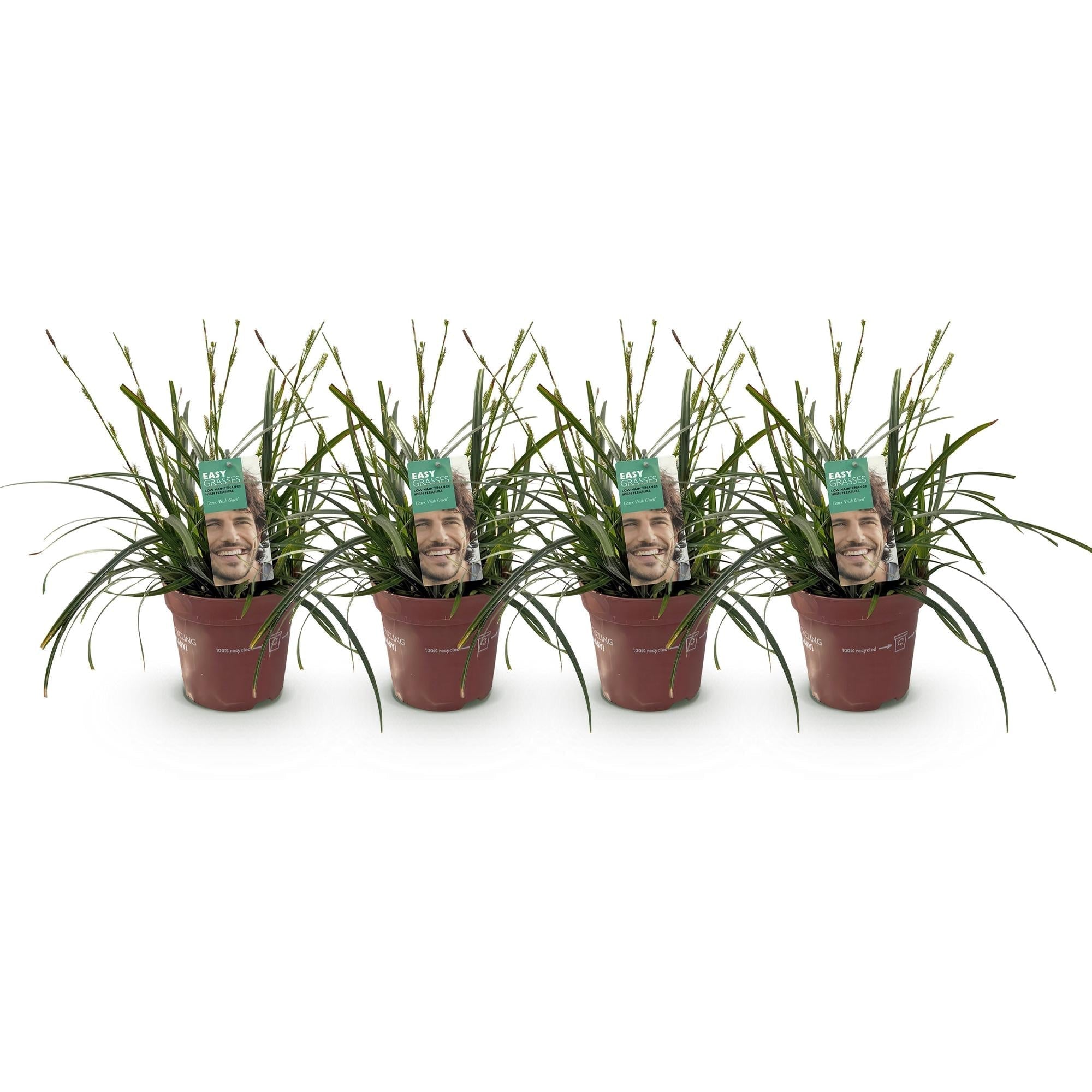 Japansegge Carex oshimensis Intense Green – Ø17cm – Immergrün – Pflegeleicht – Lebhaft grüne Blätter – Ziergras Höhe ca. 50cm – Plant