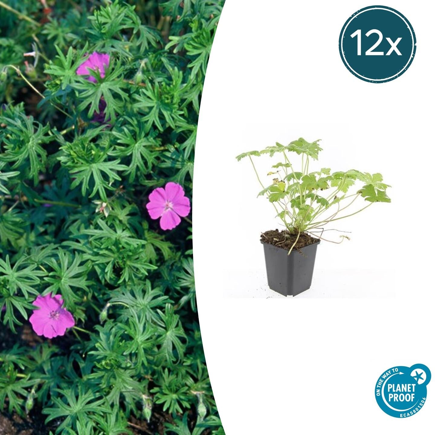 Blut – Storchschnabel Geranium 'Tiny Monster' – ↕10-25cm – Ø9cm – Kompakte, sommerblühende Staude für Beet, Kübel & Bodendecker – Plant