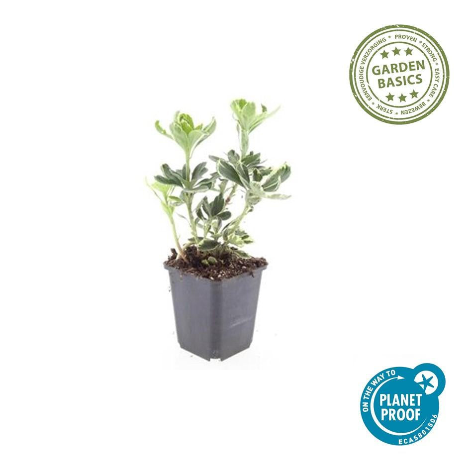 Schattengrün Pachysandra terminalis 'Variegata' – ↕10-25cm – Ø9cm – Cremeweiße Blätter – Plant