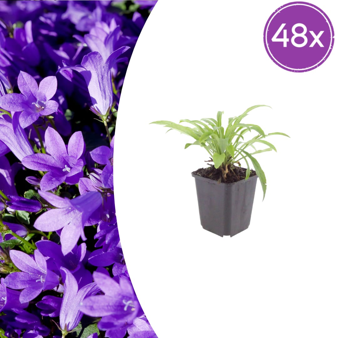 Pfirsichblättrige Glockenblume Campanula persicifolia ‘Coerulea’ – 10-25cm – Ø9cm – Blaue Staude für Sonne & Halbschatten