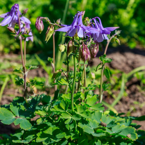 Akelei Aquilegia vulgaris – Blühende Staude für Sonne & Halbschatten – Insektenfreundlich für Beet & Naturgarten – 10-25cm – Ø9cm – Winterhart