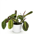 Maranta Fascinator Tricolour Gebetsblatt Pflanze mit weißem Topf Ø12cm Höhe 25cm Haustierfreundliche Grünpflanze pflegeleicht für Zimmer & Büro