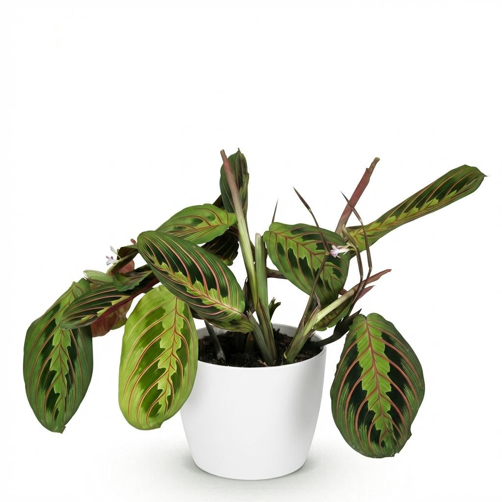 Maranta Fascinator Tricolour Gebetsblatt Pflanze mit weißem Topf Ø12cm Höhe 25cm Haustierfreundliche Grünpflanze pflegeleicht für Zimmer & Büro