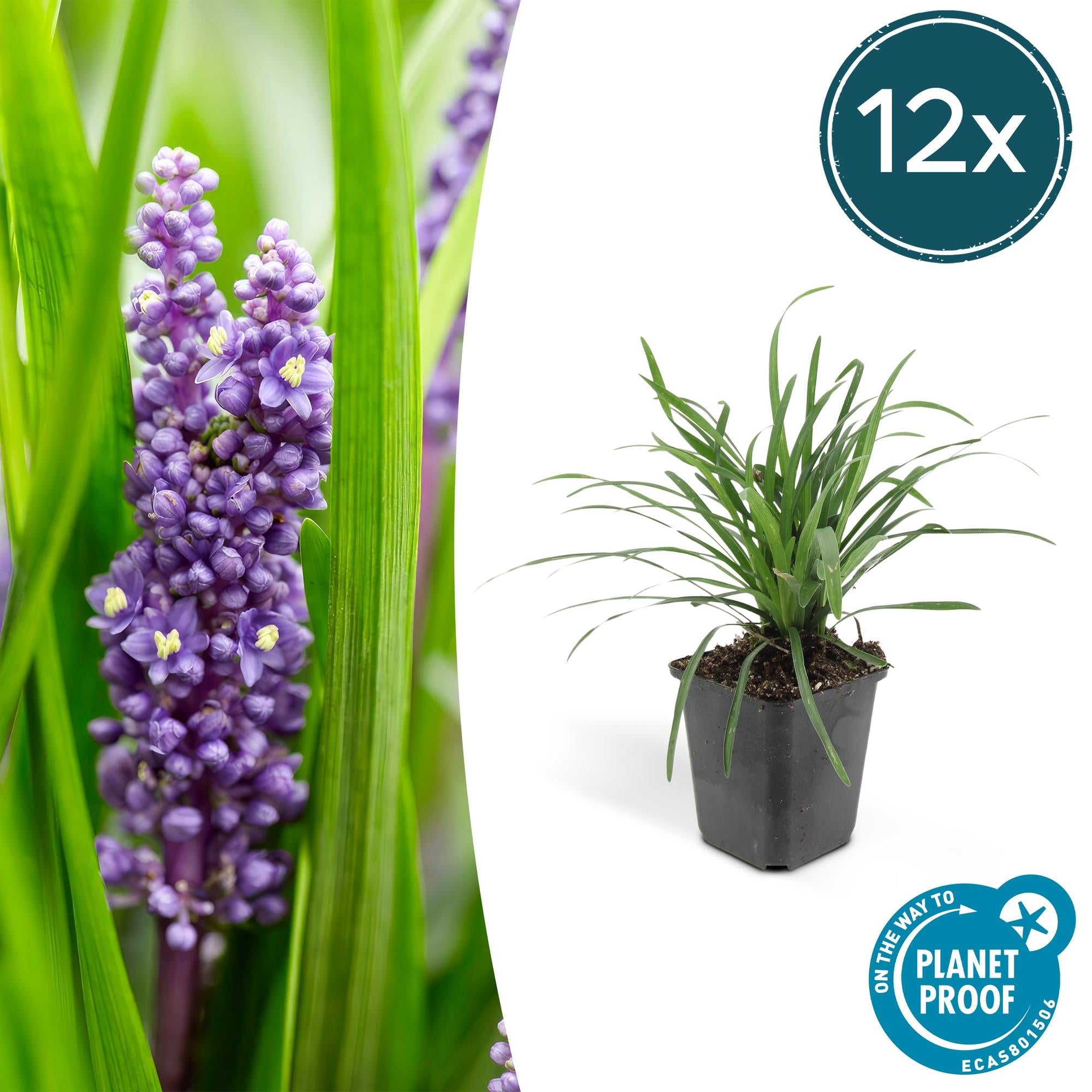Lilientraube Liriope muscari Big Blue – ↕10-25cm – Ø9cm – Pflegeleicht Halbschatten – Plant