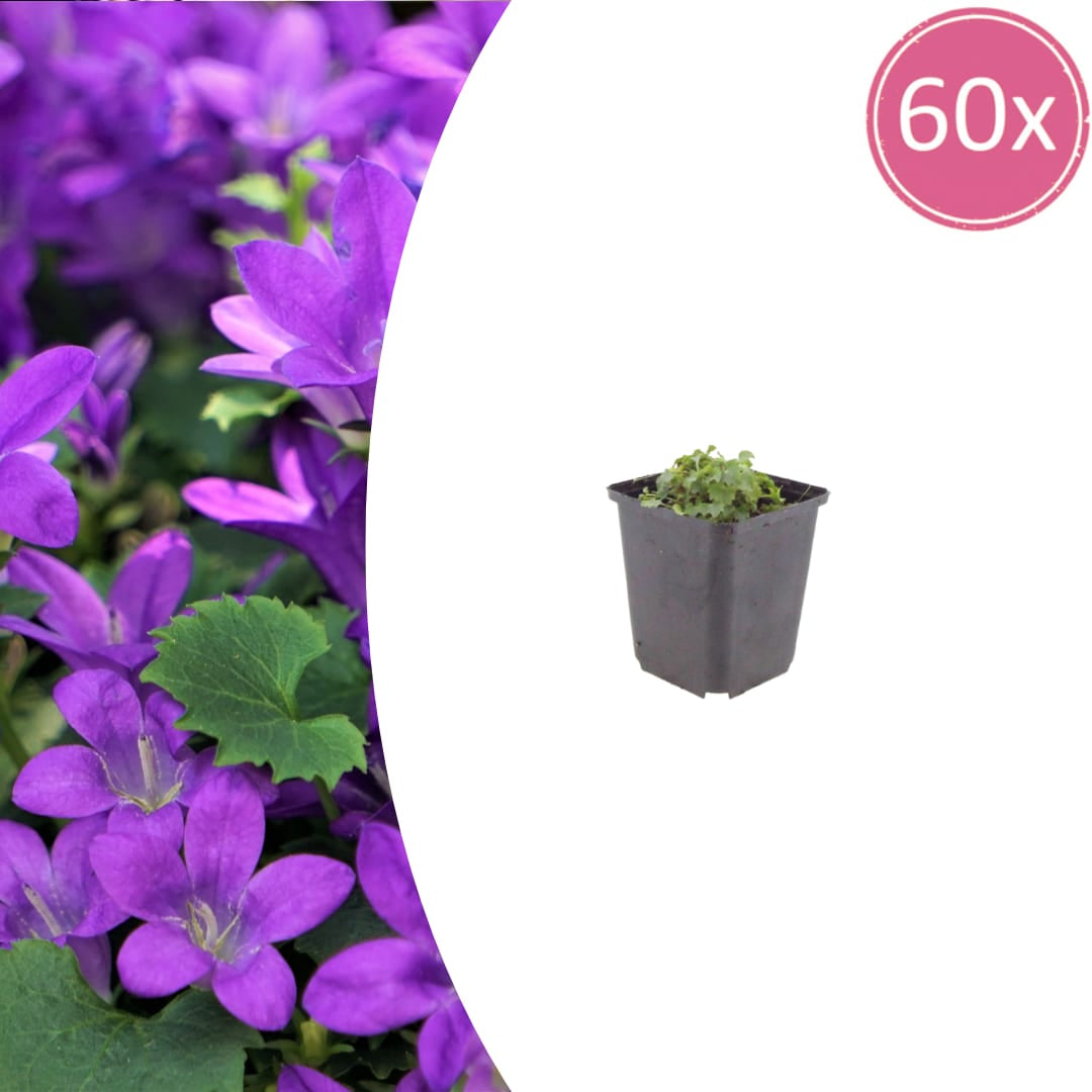 Campanula portenschlagiana – Dalmatiner – Glockenblume – 10-25cm – Ø9cm – Winterharte Bodendecker Staude – Topfpflanzen