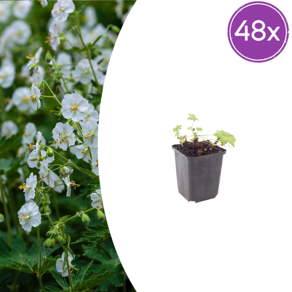 Geranium macrorrhizum White Ness – Ø9cm – Höhe 10-25cm – Weiß blühender Bodendecker Storchschnabel