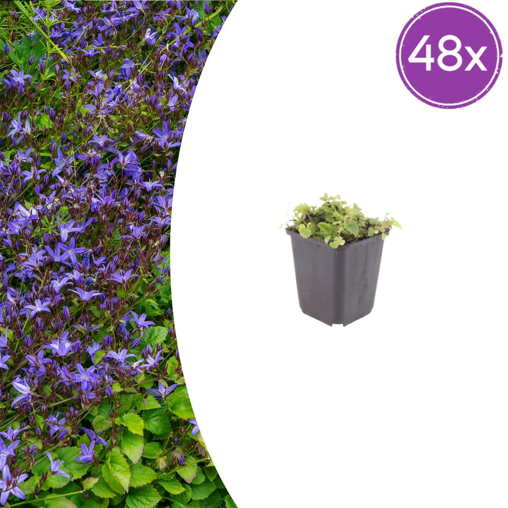 Campanula poscharskyana – Polster – Glockenblume – 10-25cm – Ø9cm – Winterharte Bodendecker Staude – Blühpflanze für Mauer, Beet & Balkon