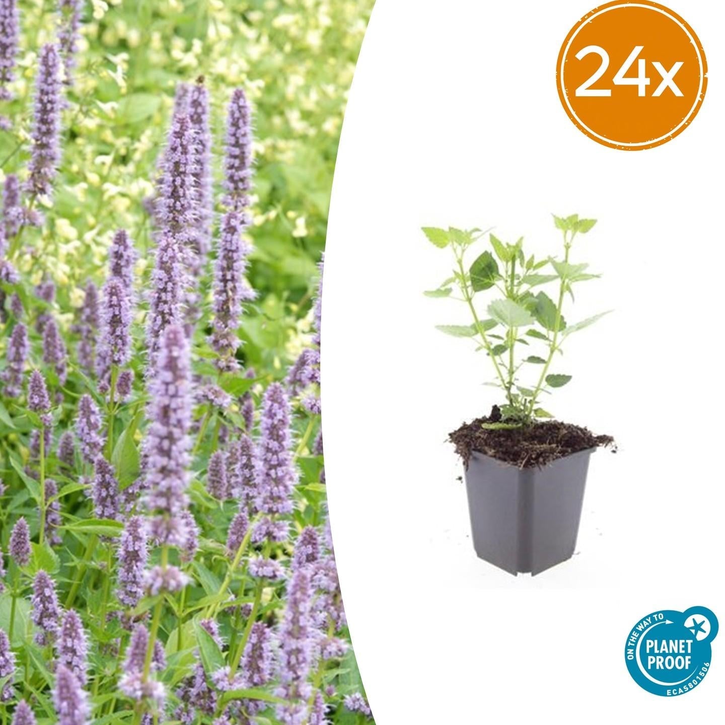 Asiatische Duftnessel – Agastache 'Blue Fortune' – ↕10-25cm – Ø9cm – Lavendelblaue Blüten – Schmetterlings – & bienenfreundlich – Plant