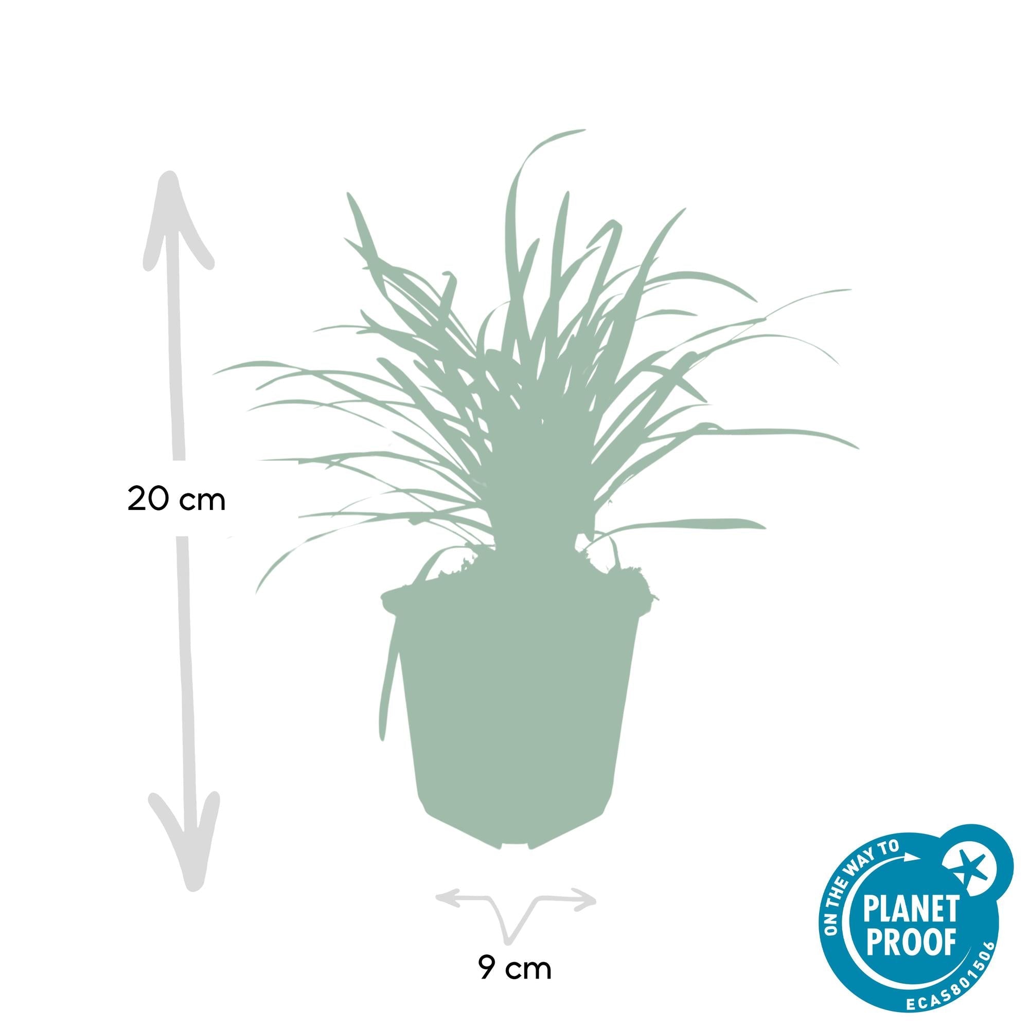 Lilientraube Liriope muscari Big Blue – ↕10-25cm – Ø9cm – Pflegeleicht Halbschatten – Plant