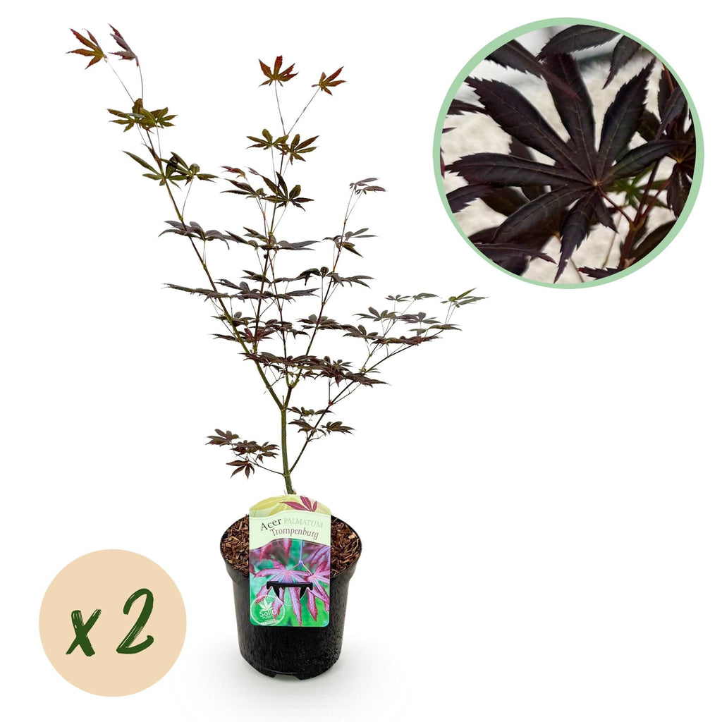 Japanischer Ahorn Acer palmatum 'Trompenburg' – Dunkel Lila – Balkon – & Gartenpflanze – Ø19cm – Ca. 70cm hoch – Plant