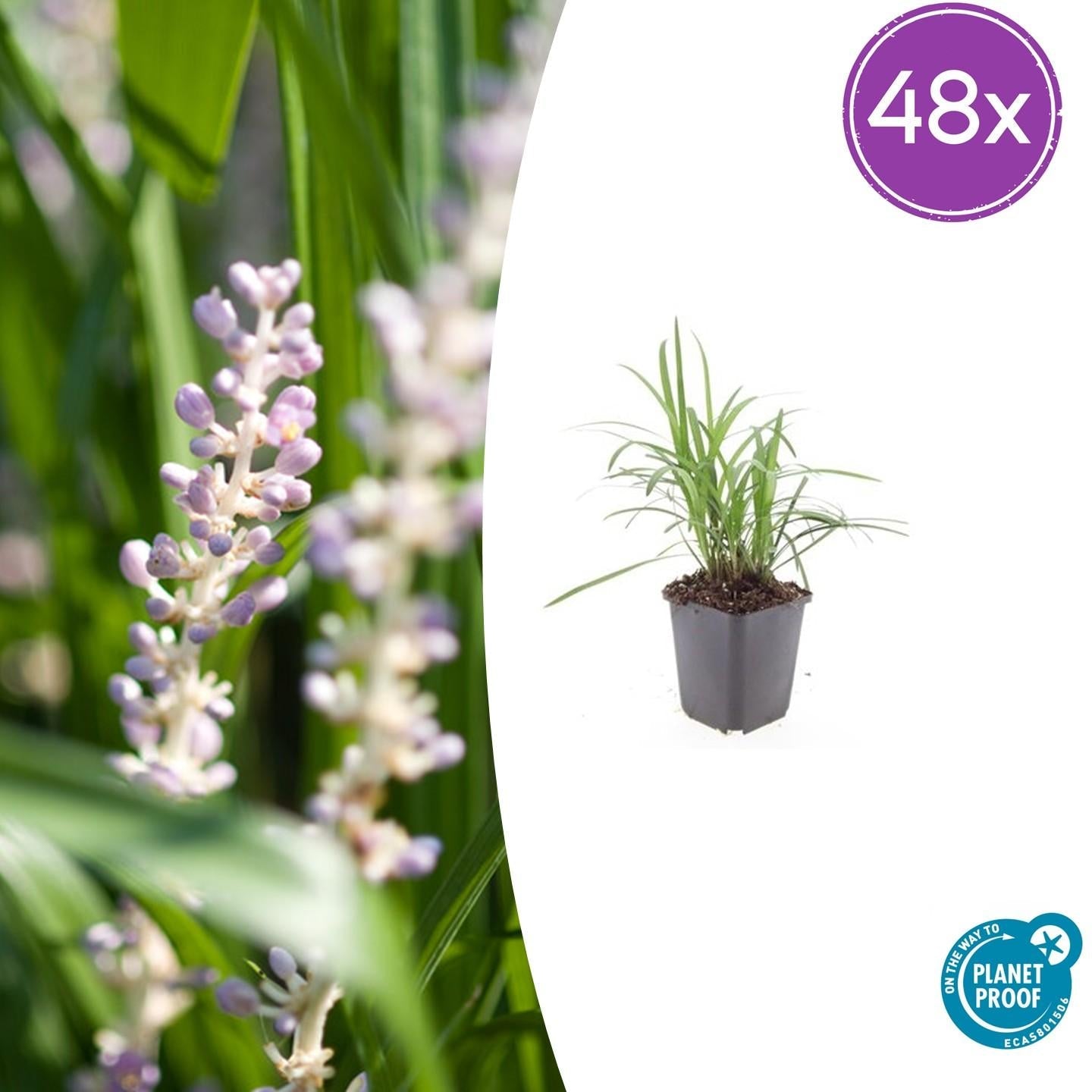 Glöckchentraube Liriope muscari Moneymaker – ↕10-25cm – Ø9cm – Violette Blüten Pflegeleicht – Plant