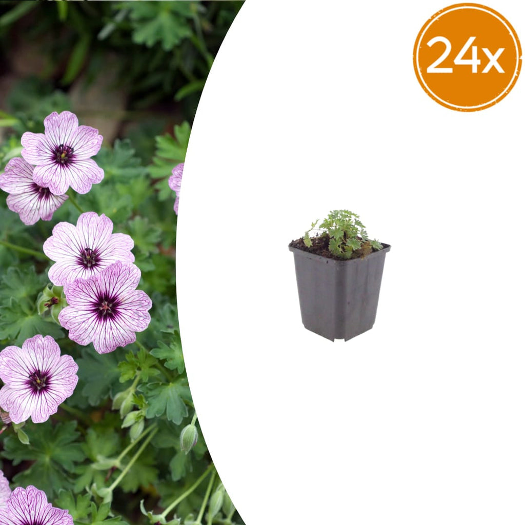 Geranium cinereum Ballerina – Ø9cm Höhe 10-25cm – Winterharte Staude – Zartrosa Blüten – Pflegeleicht für Steingarten, Beet & Kübel