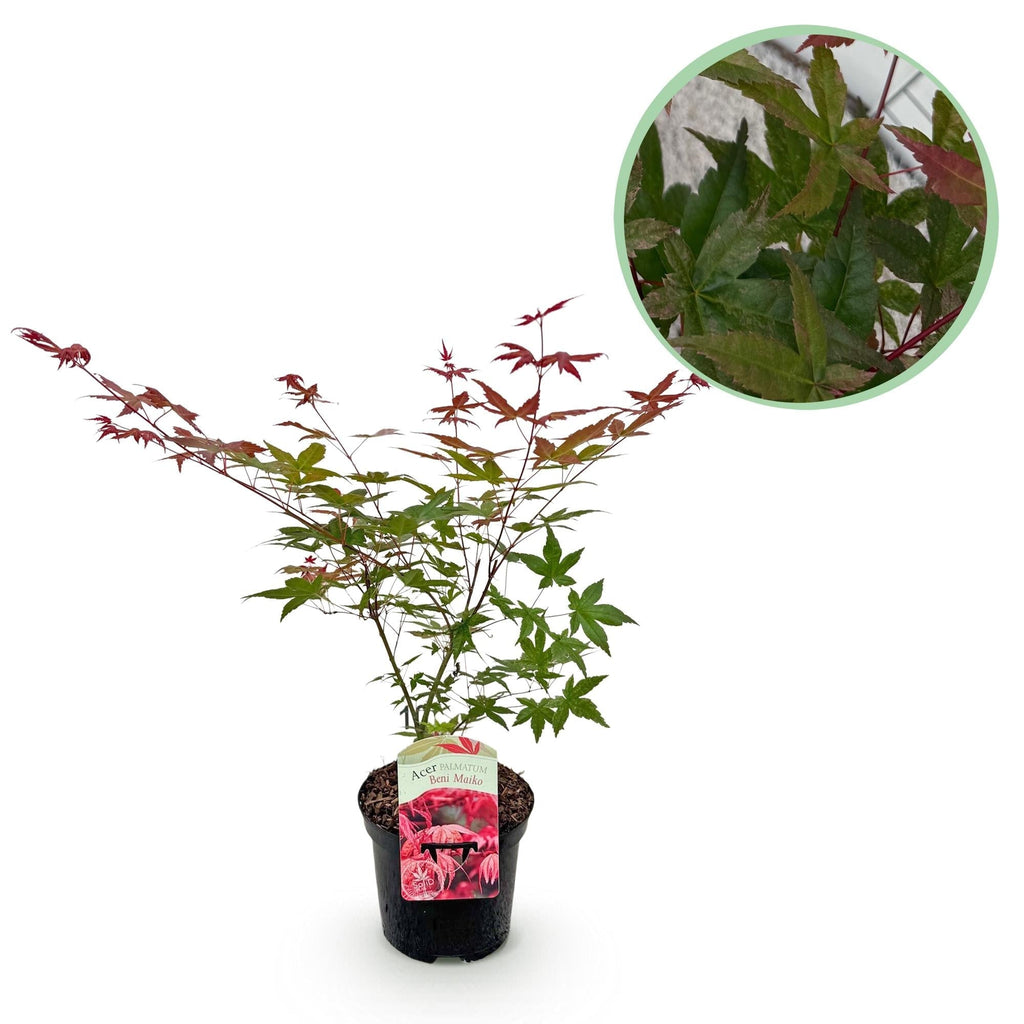 Japanischer Ahorn Acer palmatum Beni Maiko – Rote Balkonpflanze – Ø19cm – Höhe ca. 70cm – Kompakter Zierahorn für Beet & Terrasse – Plant