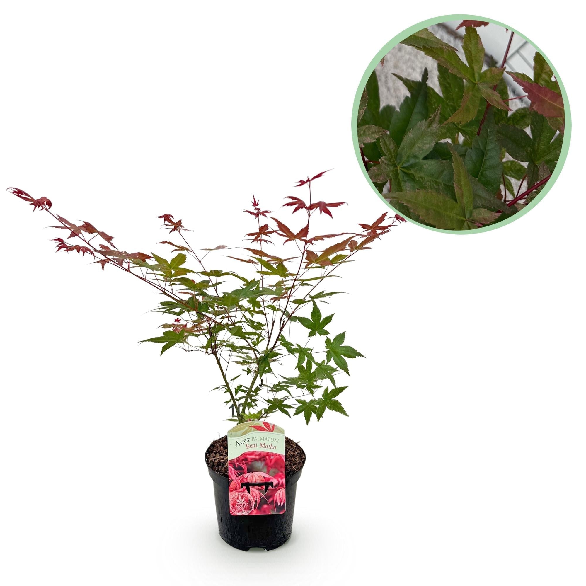 Japanischer Ahorn Acer palmatum Beni Maiko – Rote Balkonpflanze – Ø19cm – Höhe ca. 70cm – Kompakter Zierahorn für Beet & Terrasse – Plant