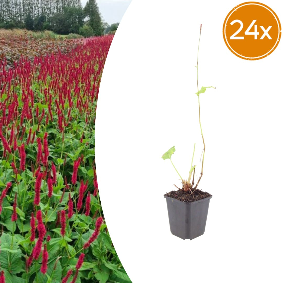 Persicaria amplexicaulis Blackfield – Ø9cm – Höhe 10-25cm – Winterharte Staude – Dunkelrote Blütenähren