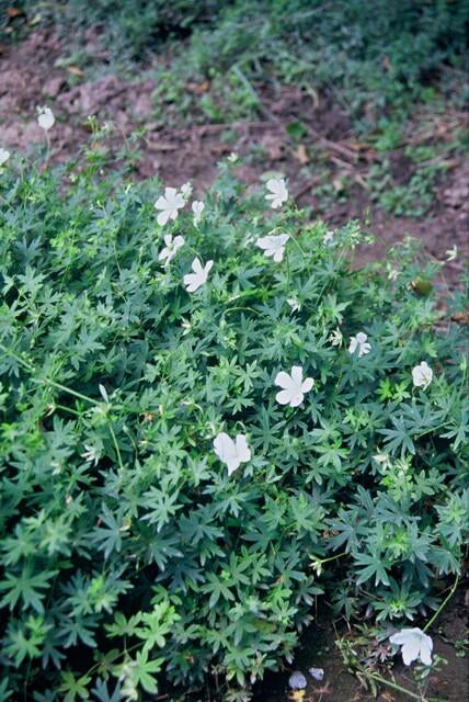 Schnee-Storchschnabel Geranium sanguineum 'Album' – ↕10-25cm – Ø9cm – Winterharte Staude & Bodendecker – Weiße Blüten – Plant