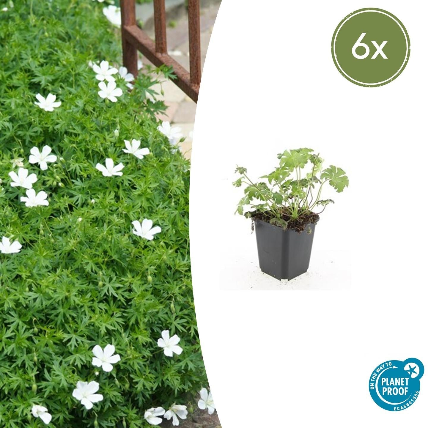 Schnee-Storchschnabel Geranium sanguineum 'Album' – ↕10-25cm – Ø9cm – Winterharte Staude & Bodendecker – Weiße Blüten – Plant