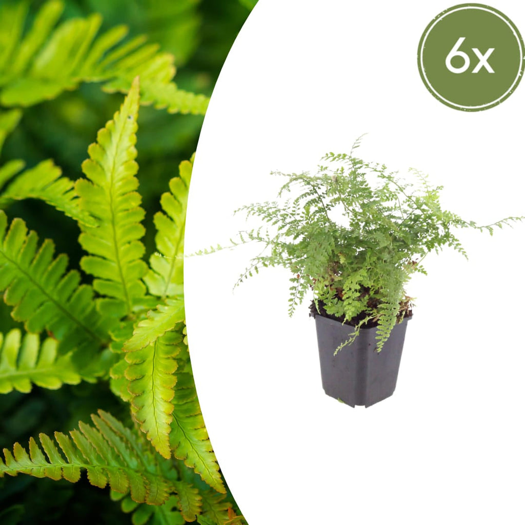 Polystichum setiferum Herrenhausen – Ø9cm – Höhe 10-25cm – Immergrüner Farn – Schattenpflanze für Beet & Gehölzunterpflanzung