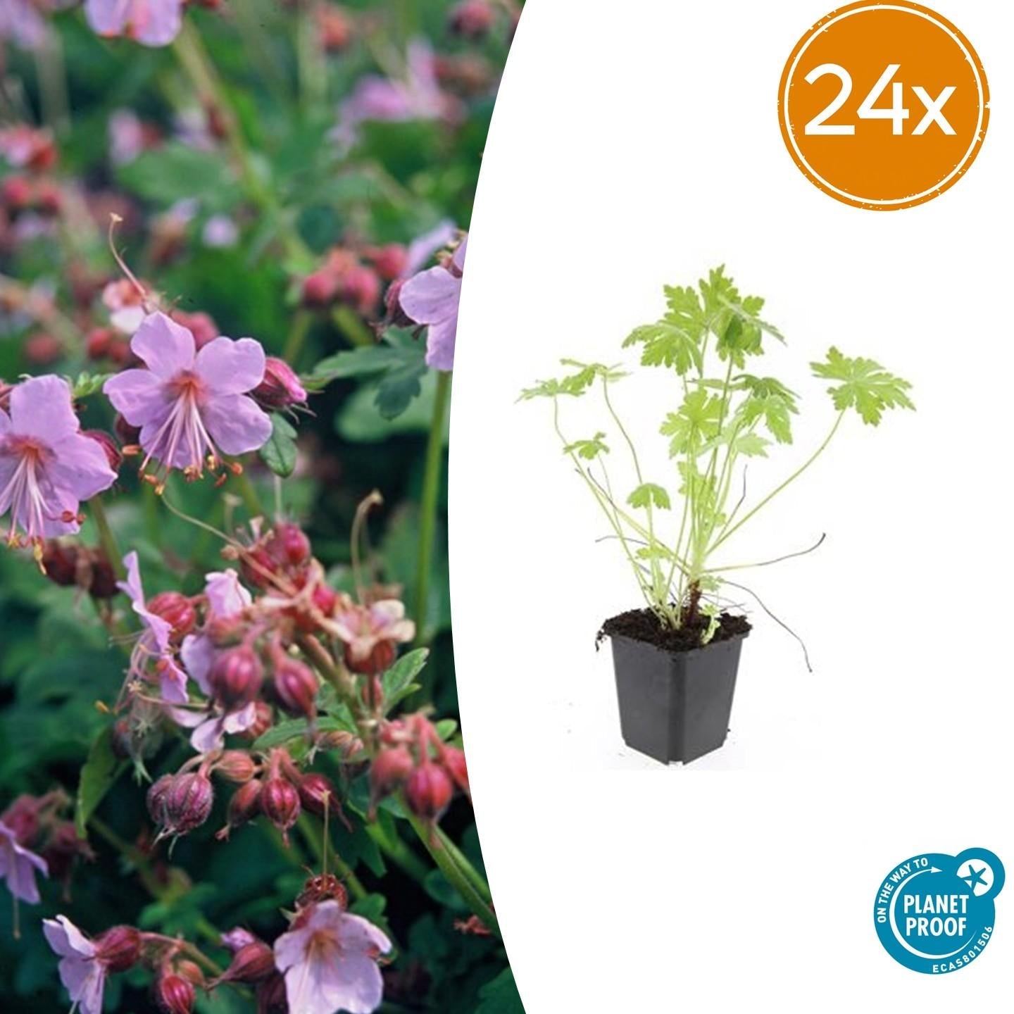 Balkan – Storchschnabel – Geranium macrorrhizum – Winterhart – Duftende Blätter – Ø9cm ↕10-25cm – Plant