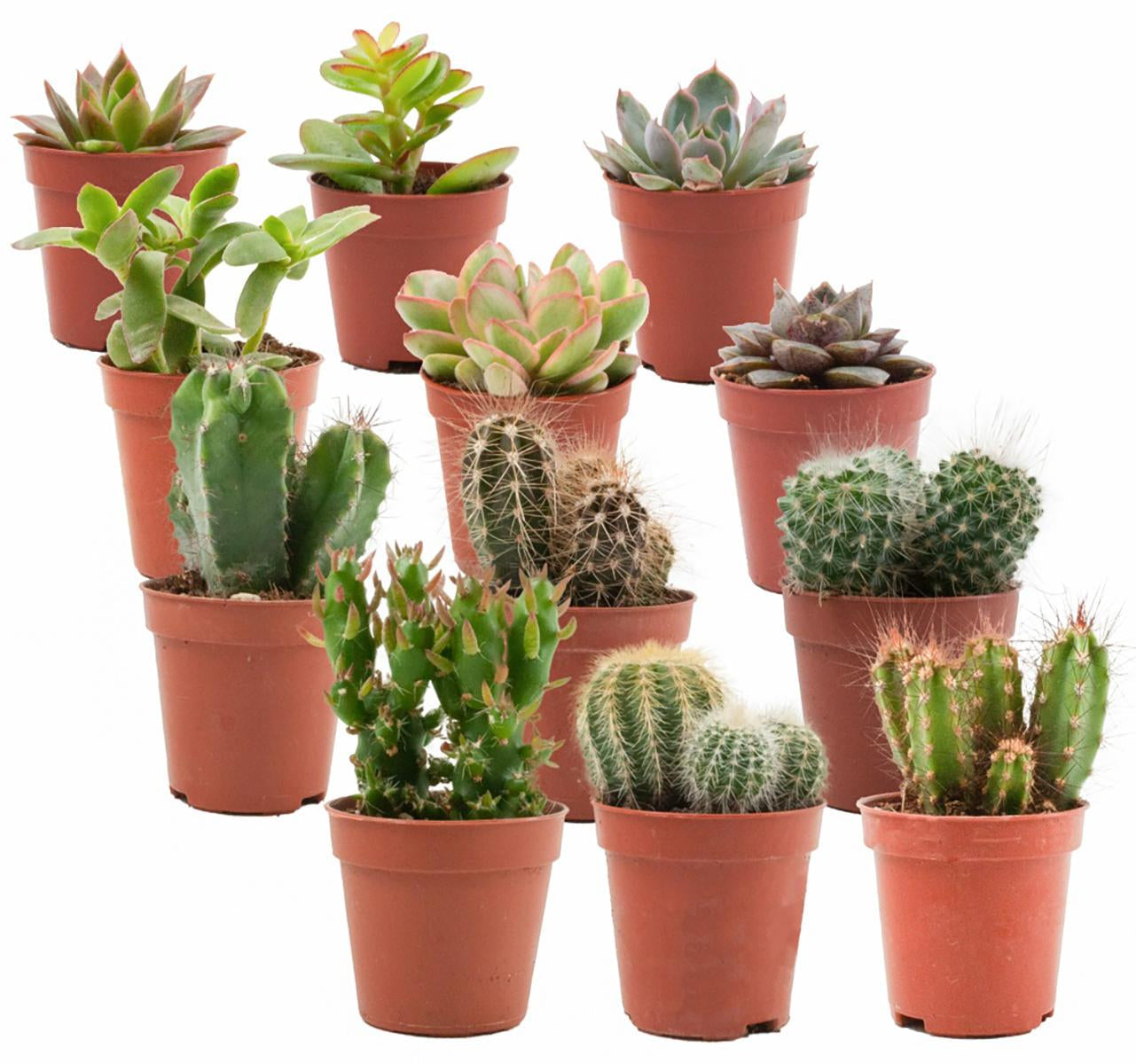 Kakteen & Sukkulenten Mix – Ø5,5cm – Höhe 5-10cm – Echte Mini Kakteen & Sukkulenten – Pflegeleichte Zimmerpflanzen für Deko & Geschenk