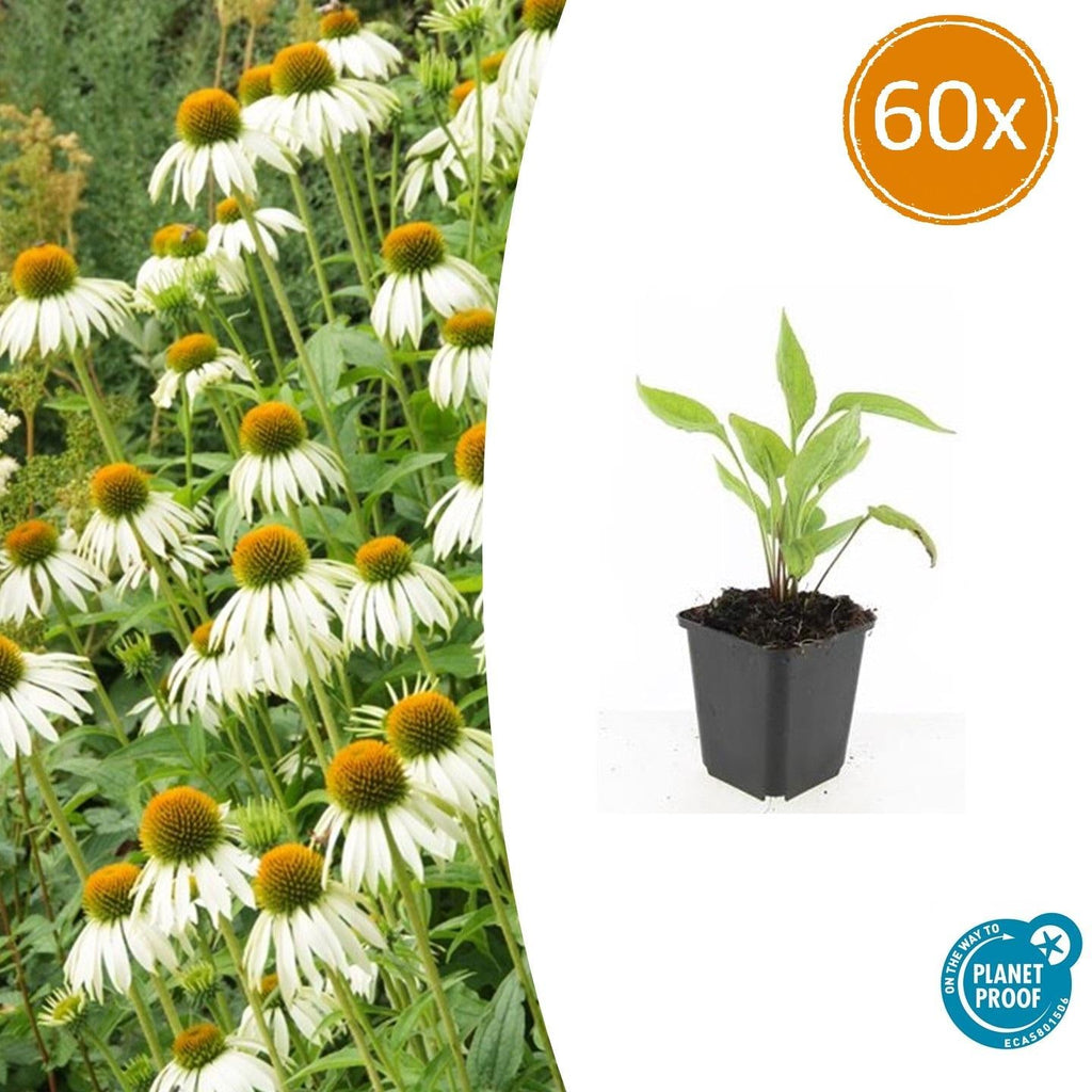 Scheinsonnenhut – Echinacea purpurea 'White Swan' – ↑10-25cm – Ø9cm – Weiße Blüten, Bienen – Plant