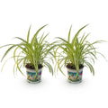 Chlorophytum comosum Variegatum – Ø12cm Höhe 25-30cm – Grünlilie mit cremefarbenen Blatträndern – Haustierfreundliche Zimmerpflanze