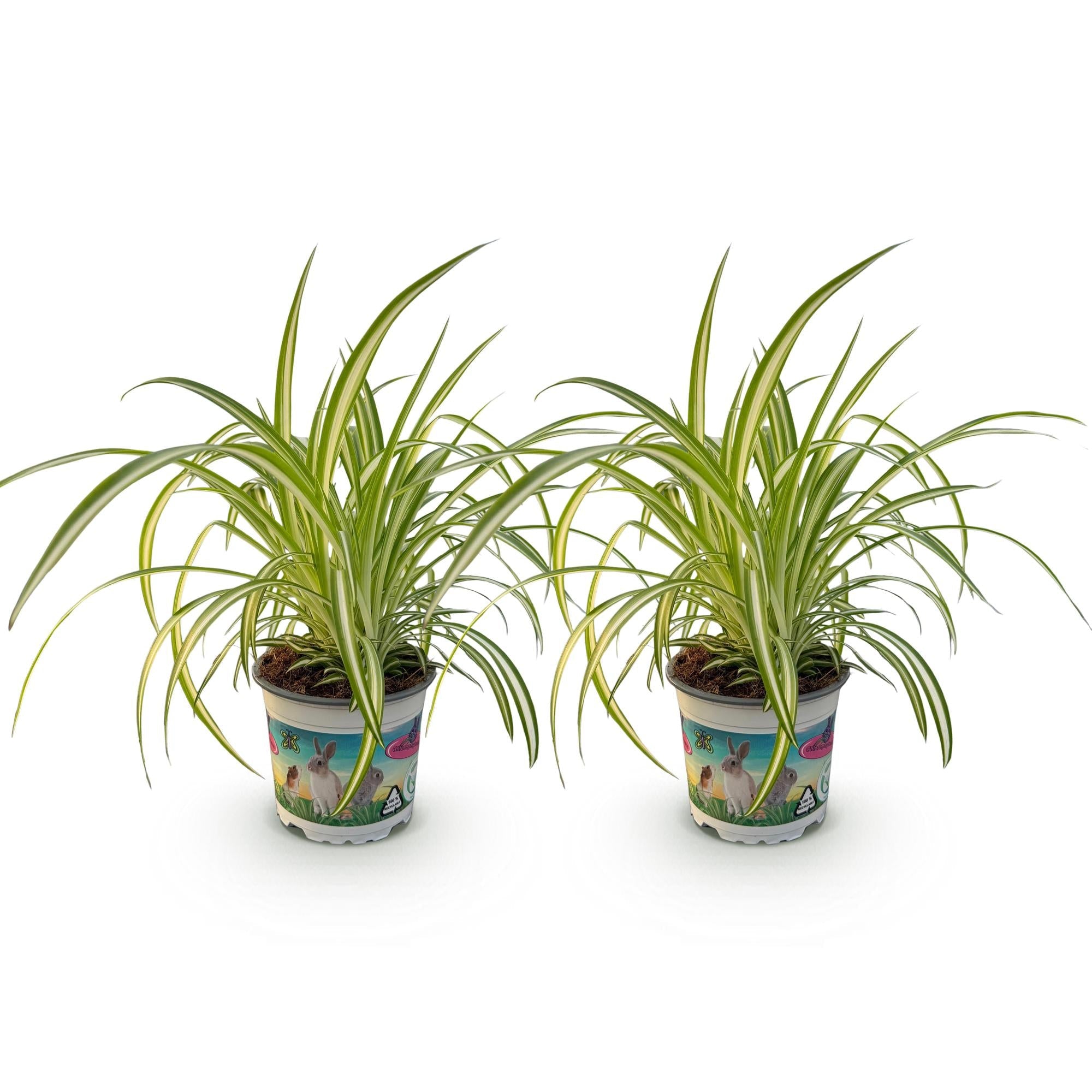Chlorophytum comosum Variegatum – Ø12cm Höhe 25-30cm – Grünlilie mit cremefarbenen Blatträndern – Haustierfreundliche Zimmerpflanze