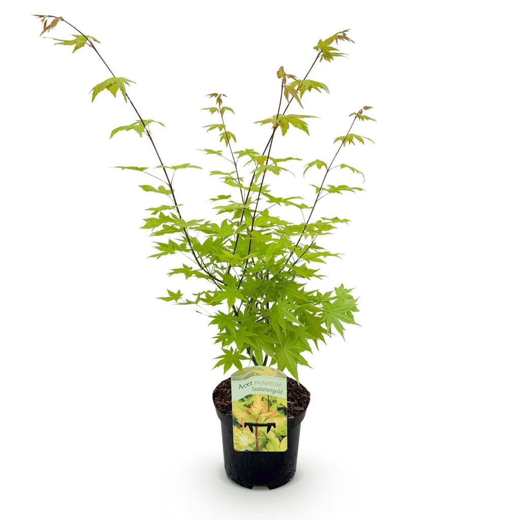 Japanischer Ahorn – Acer palmatum 'Summergold' – ca. 70cm hoch – Ø19cm – goldgelbes Laub – Balkon – & Gartenpflanze – Plant