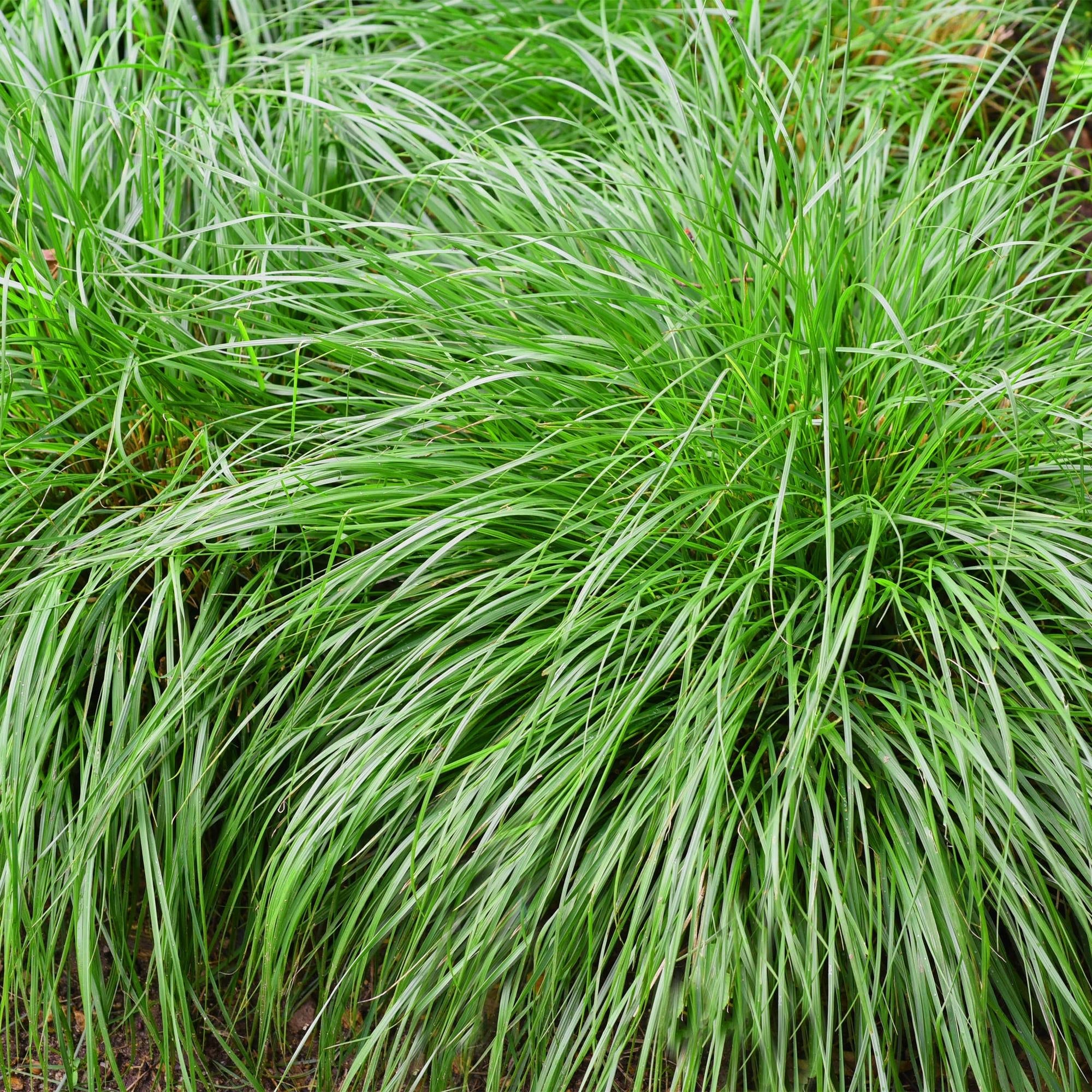Japansegge Carex oshimensis Intense Green – Ø17cm – Immergrün – Pflegeleicht – Lebhaft grüne Blätter – Ziergras Höhe ca. 50cm – Plant