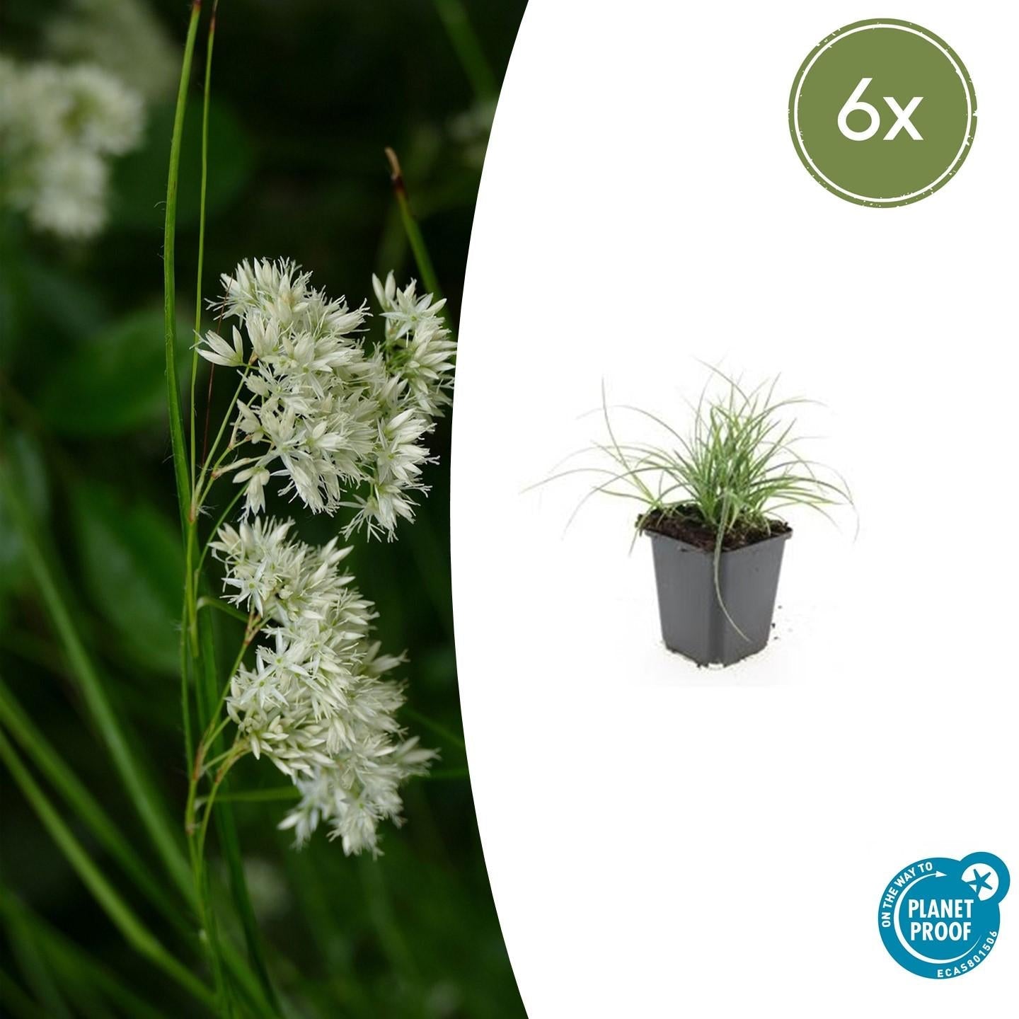 Schneeweiße Hainsimse Luzula nivea – ↕10-25cm – Ø9cm – Schattige Beete & Steingarten – Plant