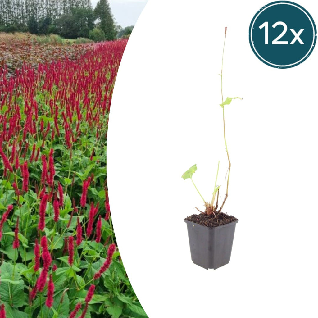 Persicaria amplexicaulis Blackfield – Ø9cm – Höhe 10-25cm – Winterharte Staude – Dunkelrote Blütenähren