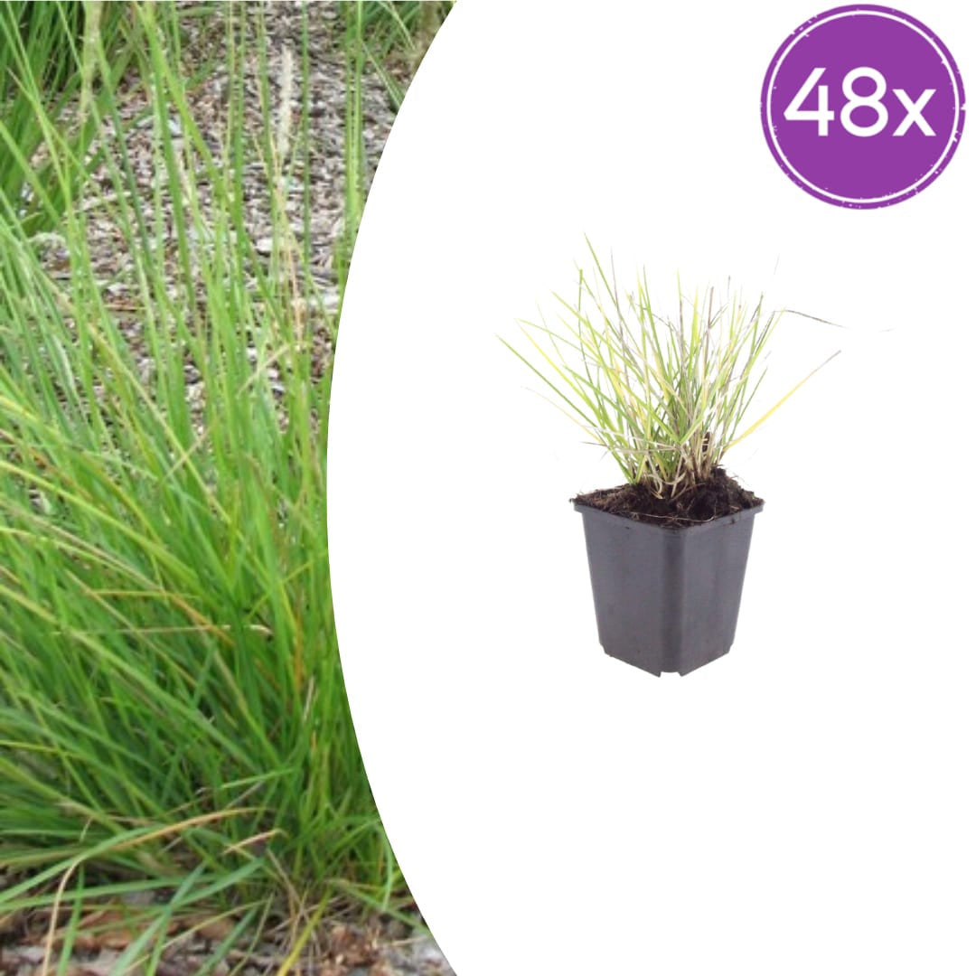 Sesleria autumnalis – Ø9cm – Höhe 10-25cm – Winterhartes Ziergras – Goldbraune Herbstfärbung