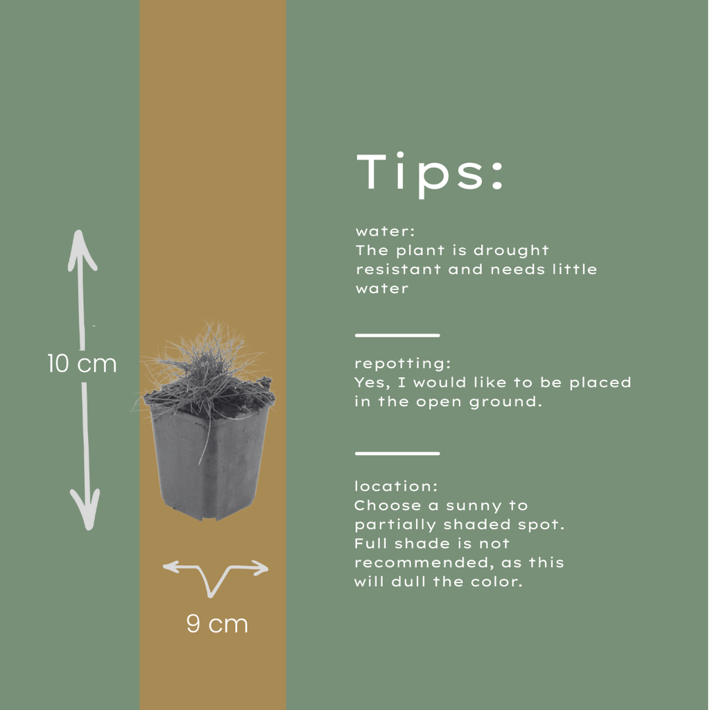 Festuca gautieri Zierschwingel – Ø9cm – Höhe 10-25cm – Immergrünes Ziergras