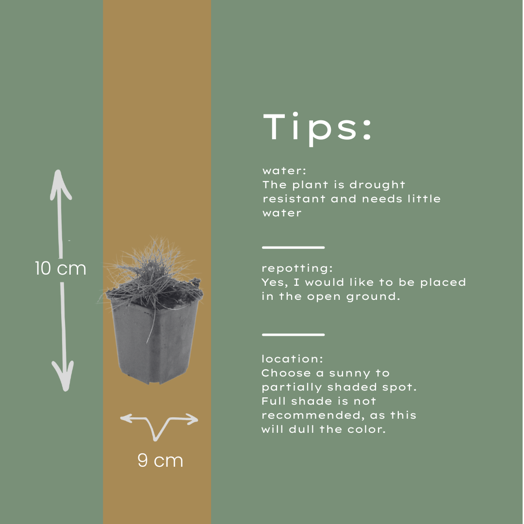 Festuca gautieri Zierschwingel – Ø9cm – Höhe 10-25cm – Immergrünes Ziergras