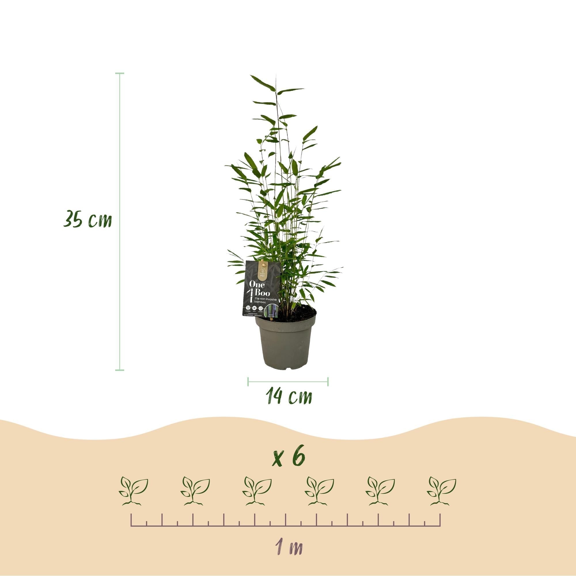 Bambus Fargesia Black Dragon – Immergrün – Nicht ausbreitend – Schwarze Stämme – Für Hecke, Garten & Terrasse – Ø14cm Höhe ca. 35cm – Plant