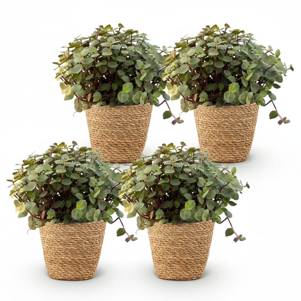 Calissia Repens Zimmerpflanze inkl. Naturkorb
