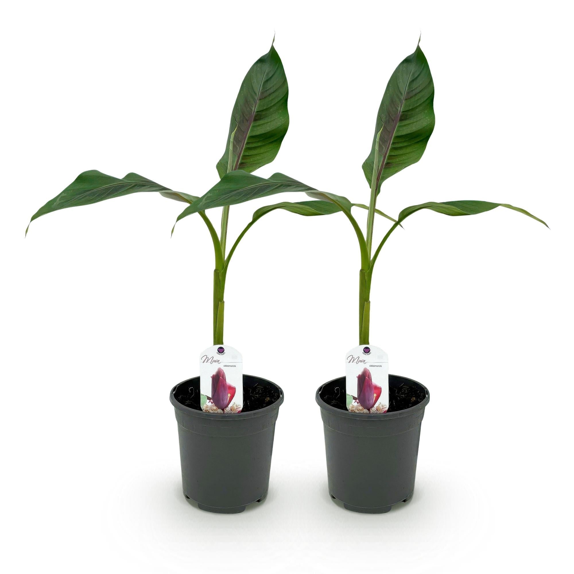 Bananenpflanze Musa sikkimensis Red Tiger – Winterhart – Obstpflanze – Ø17cm, Höhe ca. 40cm – grünen Blättern – Plant