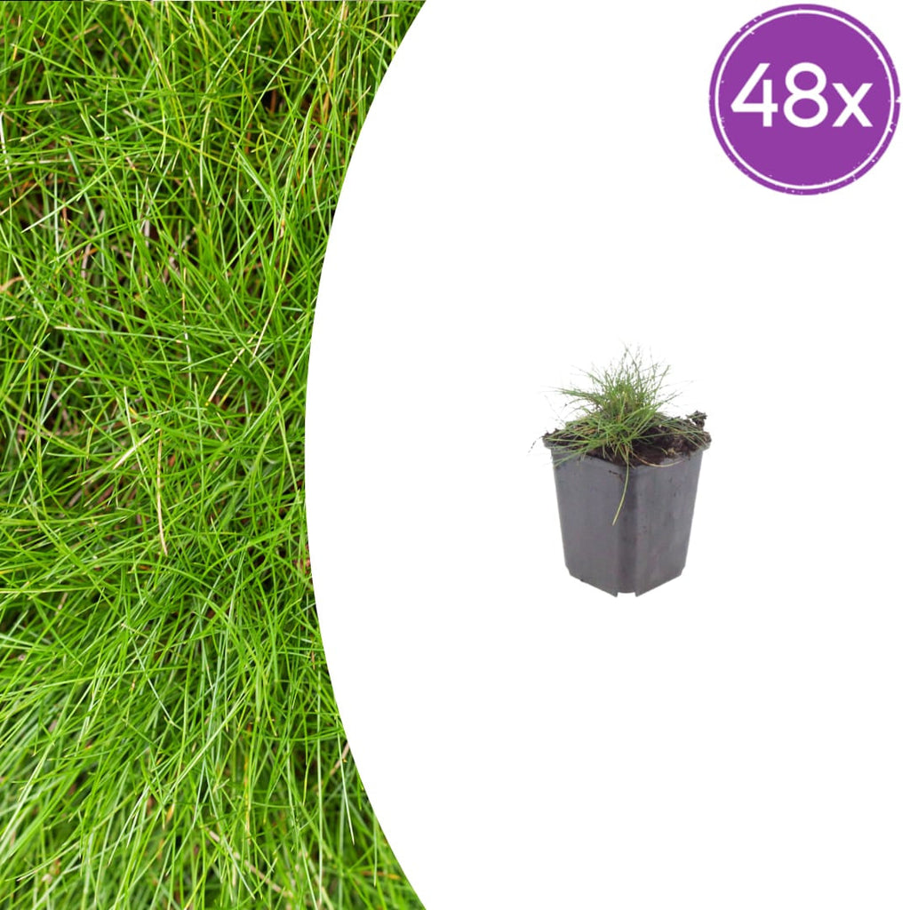 Festuca gautieri Zierschwingel – Ø9cm – Höhe 10-25cm – Immergrünes Ziergras