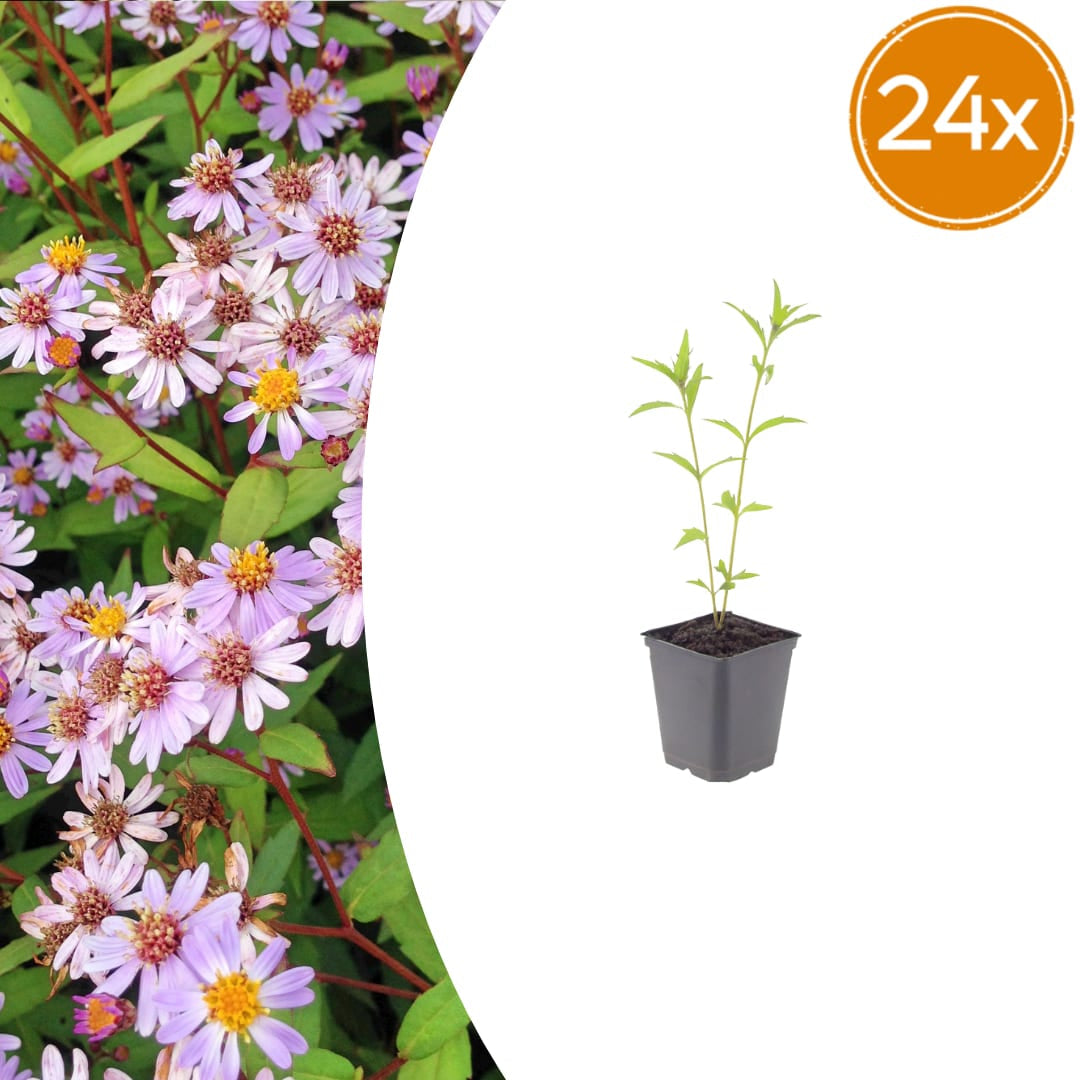 Kalimeris incisa Blue Star – Ø9cm – Höhe 10-25cm – Winterharte Staude – Hellblaue Blüten