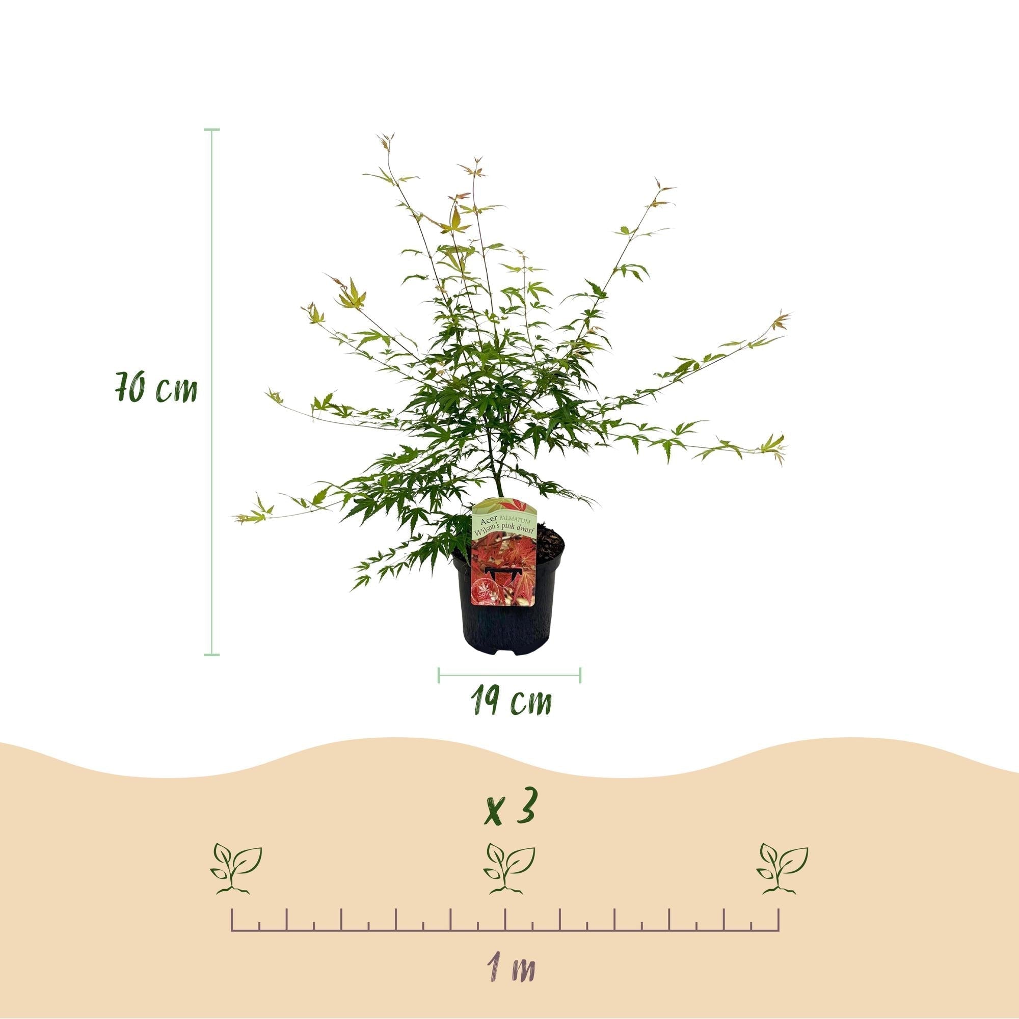 Japanischer Ahorn – Acer palmatum 'Pink Dwarf' – ca. 70cm hoch – Ø19cm – rosa Frühlingslaub – kompakte Balkon – & Gartenpflanze – Plant
