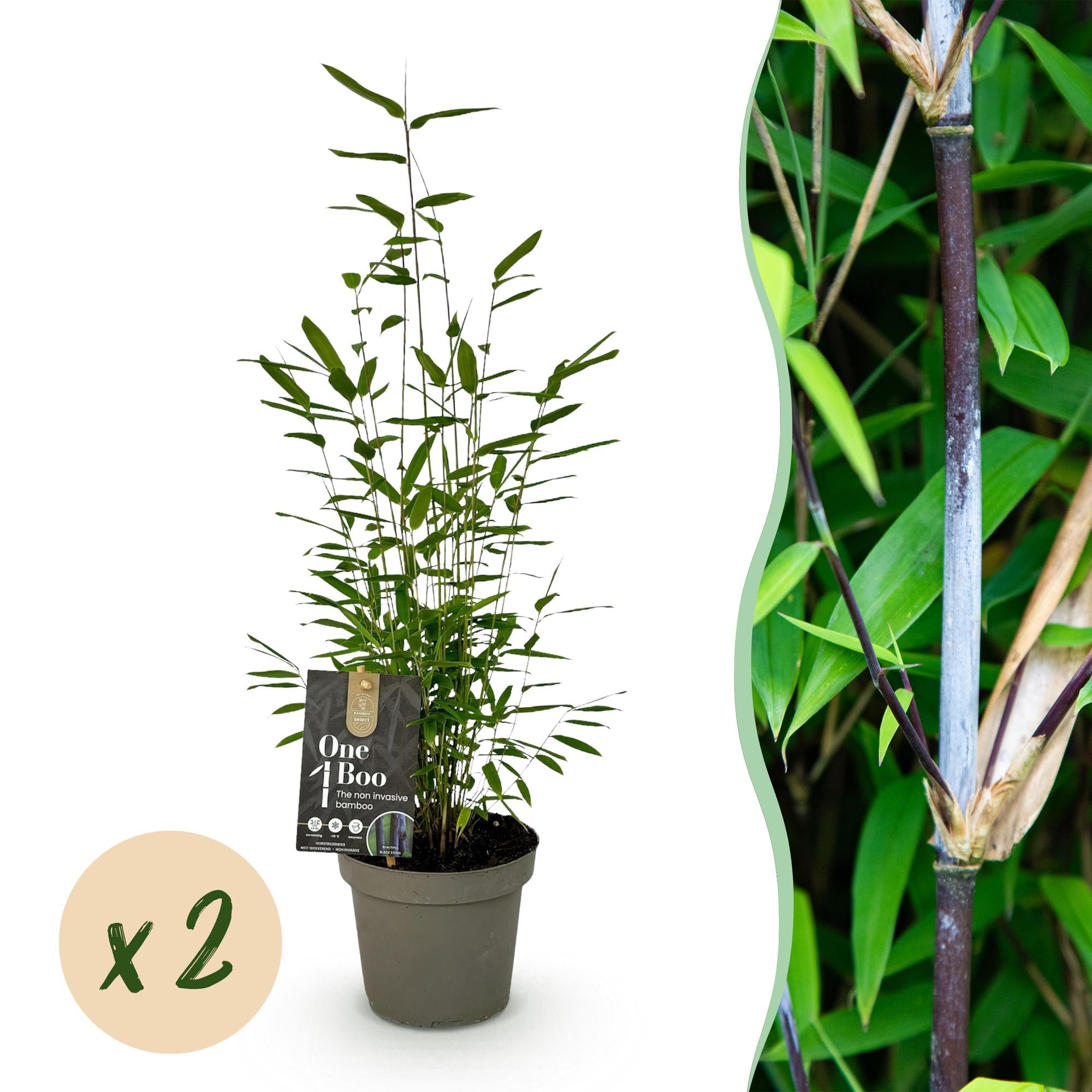 Bambus Fargesia Black Dragon – Immergrün – Nicht ausbreitend – Schwarze Stämme – Für Hecke, Garten & Terrasse – Ø14cm Höhe ca. 35cm – Plant