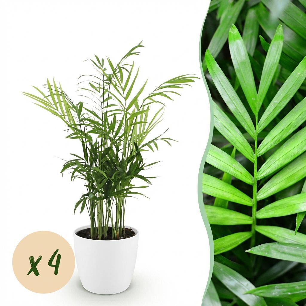 Chamaedorea elegans Pflanzen Mit Weißem Topf Ø12cm Höhe ca.15cm Goldpalme Haustierfreundlich Luftreinigend Pflegeleicht Für Zimmer Büro &