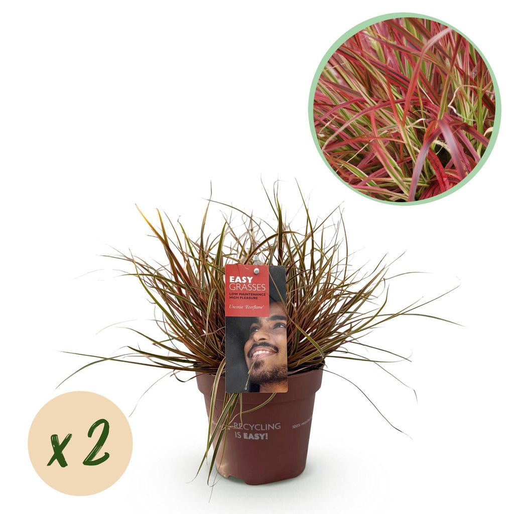 Mahagonigras – Uncinia rubra 'Everflame' – Rotes Ziergras – Immergrün – Pflegeleicht – Für Beete & Töpfe – Ø17cm – Höhe ca. 50cm – Plant