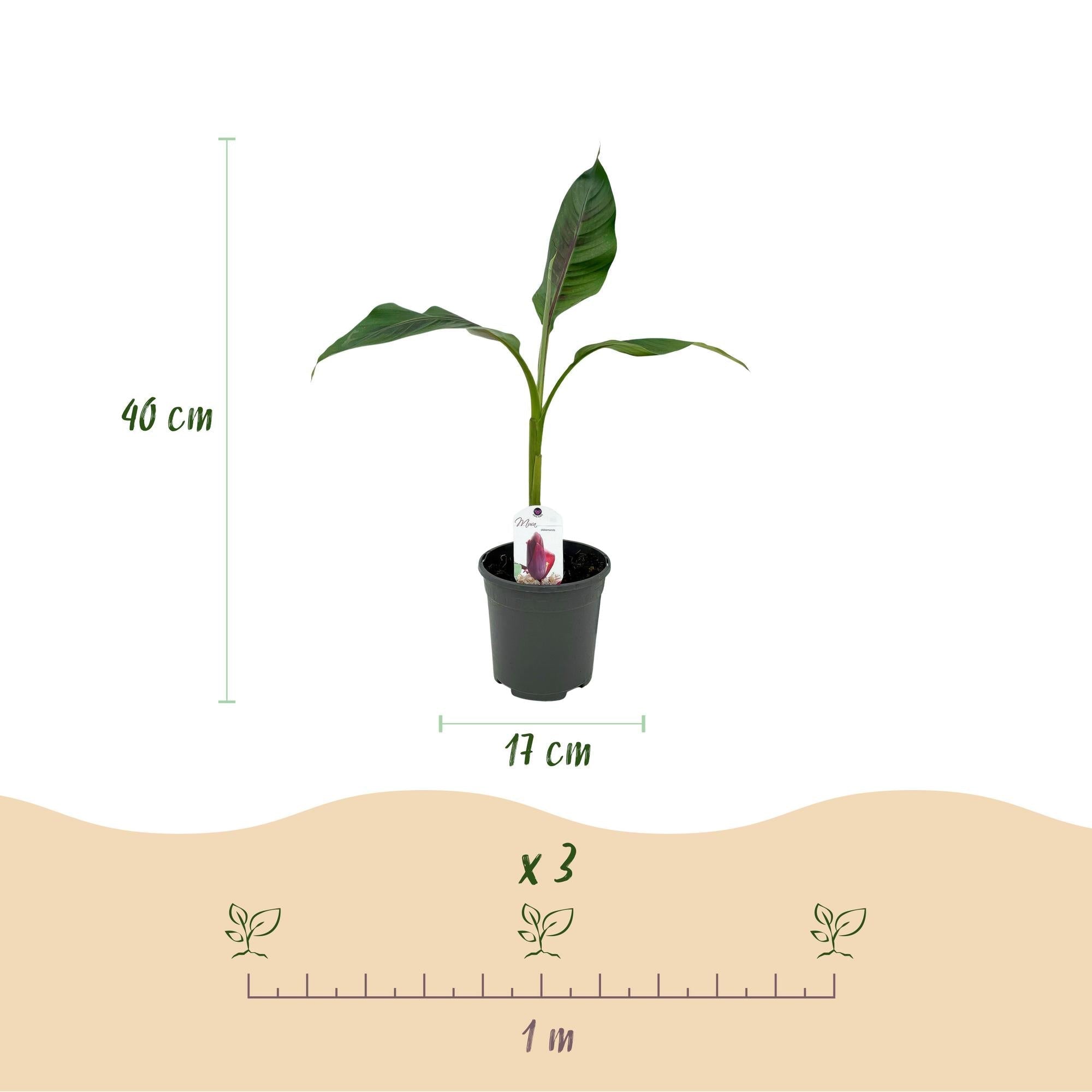 Bananenpflanze Musa sikkimensis Red Tiger – Winterhart – Obstpflanze – Ø17cm, Höhe ca. 40cm – grünen Blättern – Plant