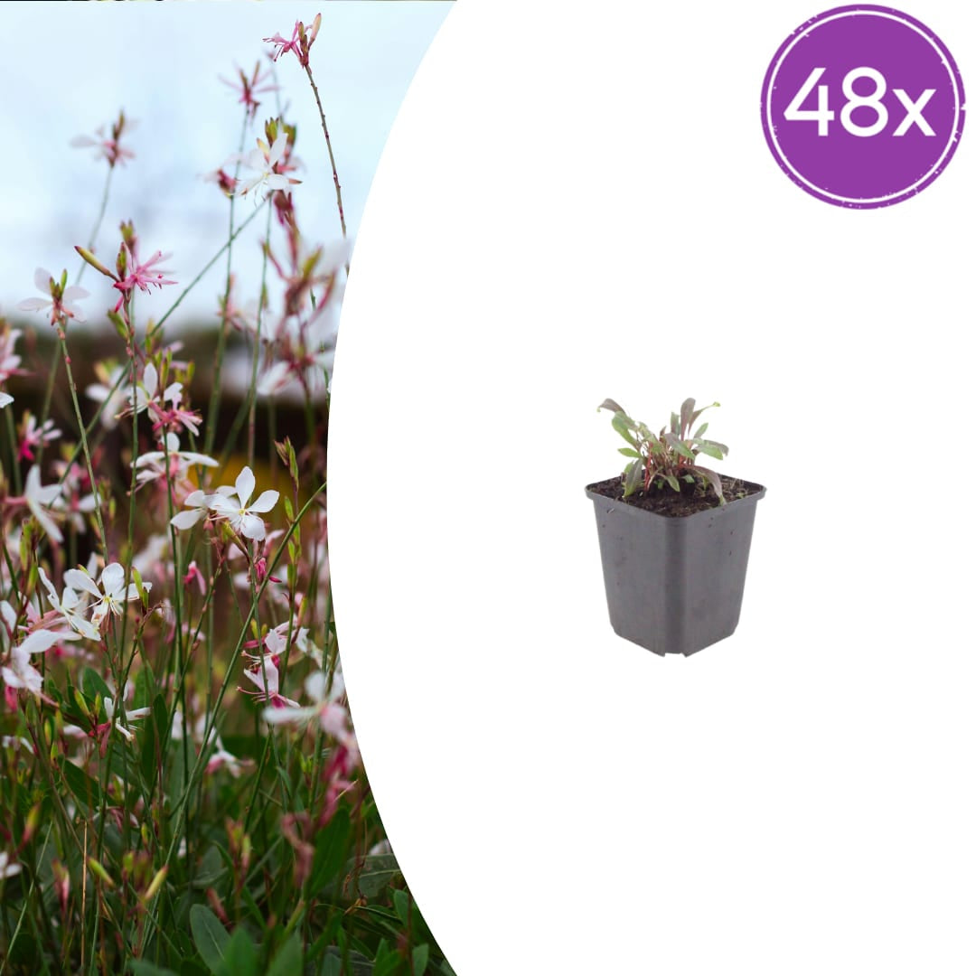 Gaura lindheimeri Siskiyou Pink – Ø9cm – Höhe 10-25cm – Prachtkerze – Kräftig rosafarbene Blüten – Für Beet, Präriegarten & Kübel