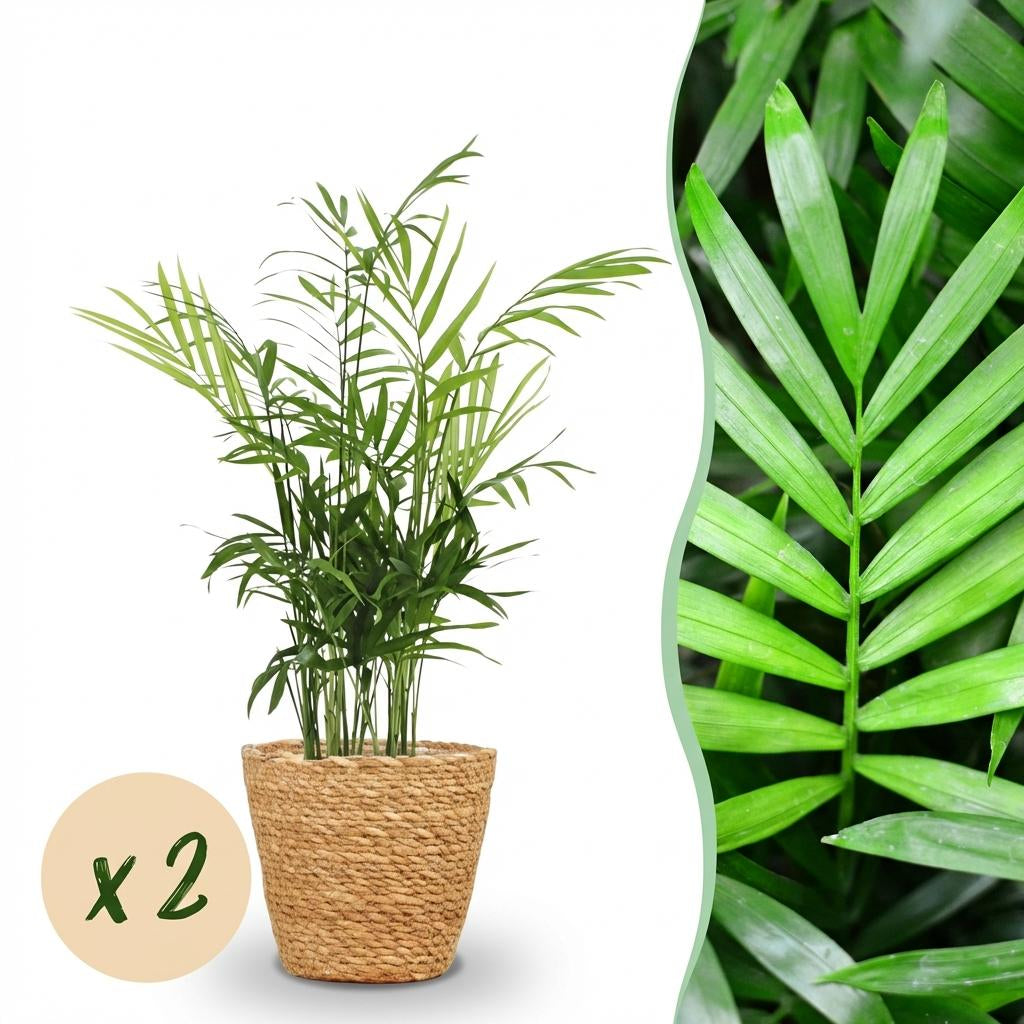 Chamaedorea Elegans Goldpalme Zimmerpflanze inkl. Naturkorb
